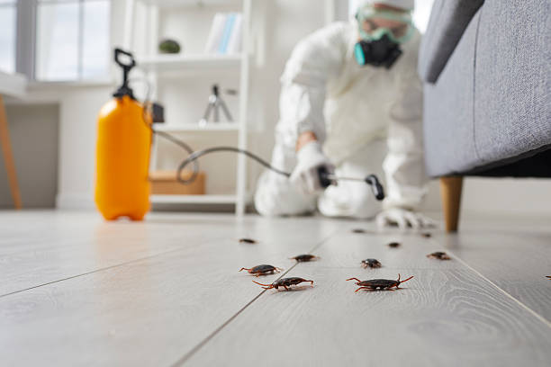 Commercial Kitchen Cockroach Control in Truth or Consequences